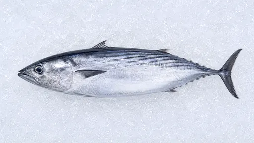 Atlantischer Bonito