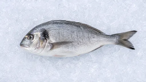 Dorade