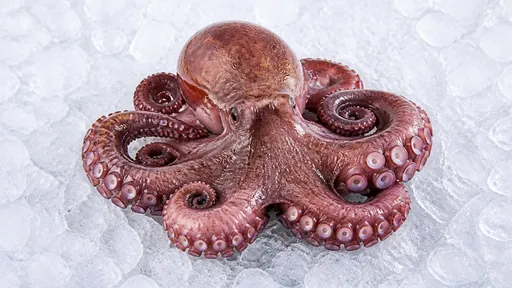 Pulpo