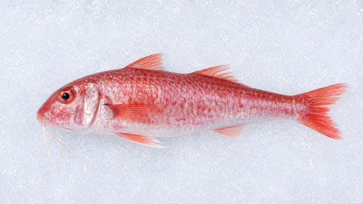 Rotbarbe (Barbun)