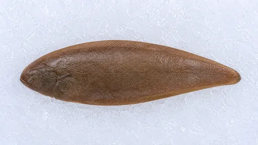 Seezunge