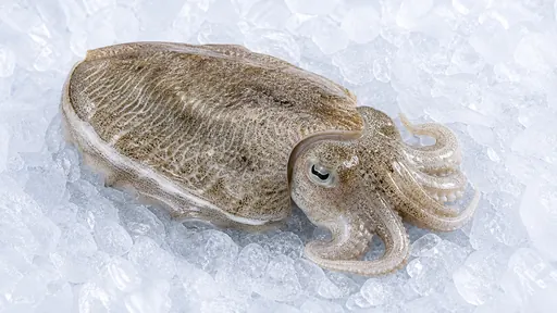 Sepia (Tintenfisch)